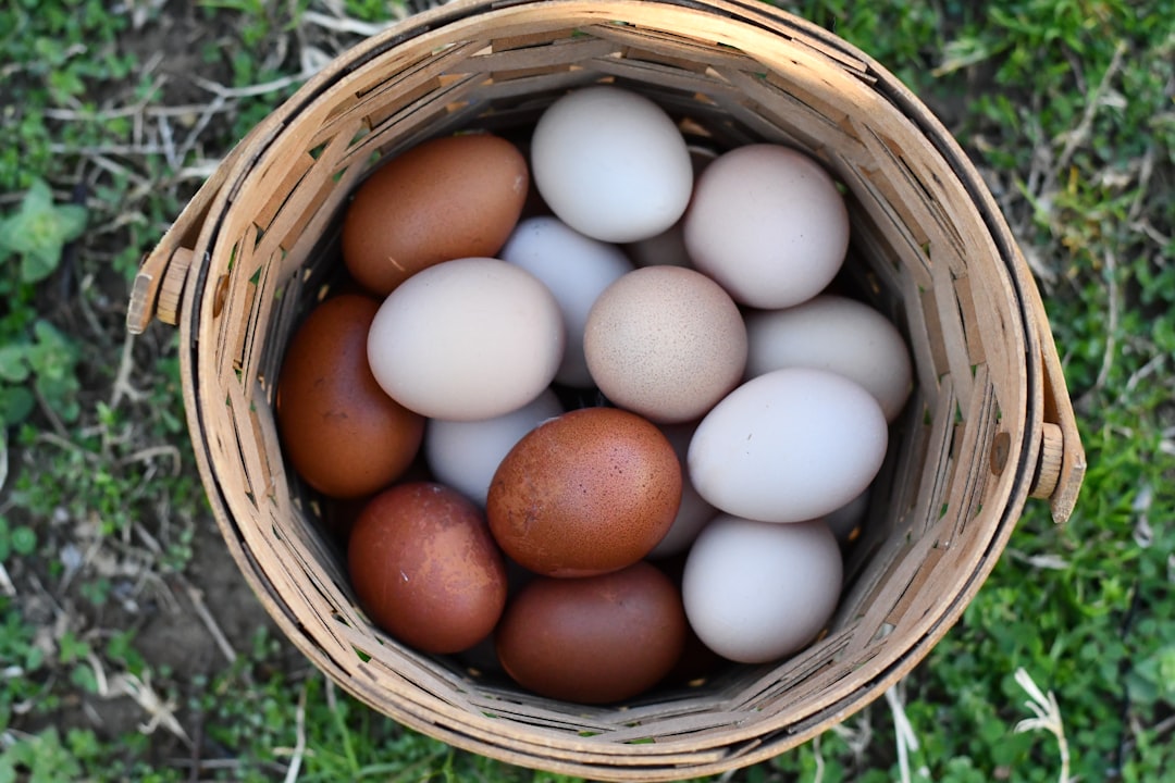 Cuántas gallinas necesitas para una familia de 4? Nuestra experiencia (sin errores repetidos!)