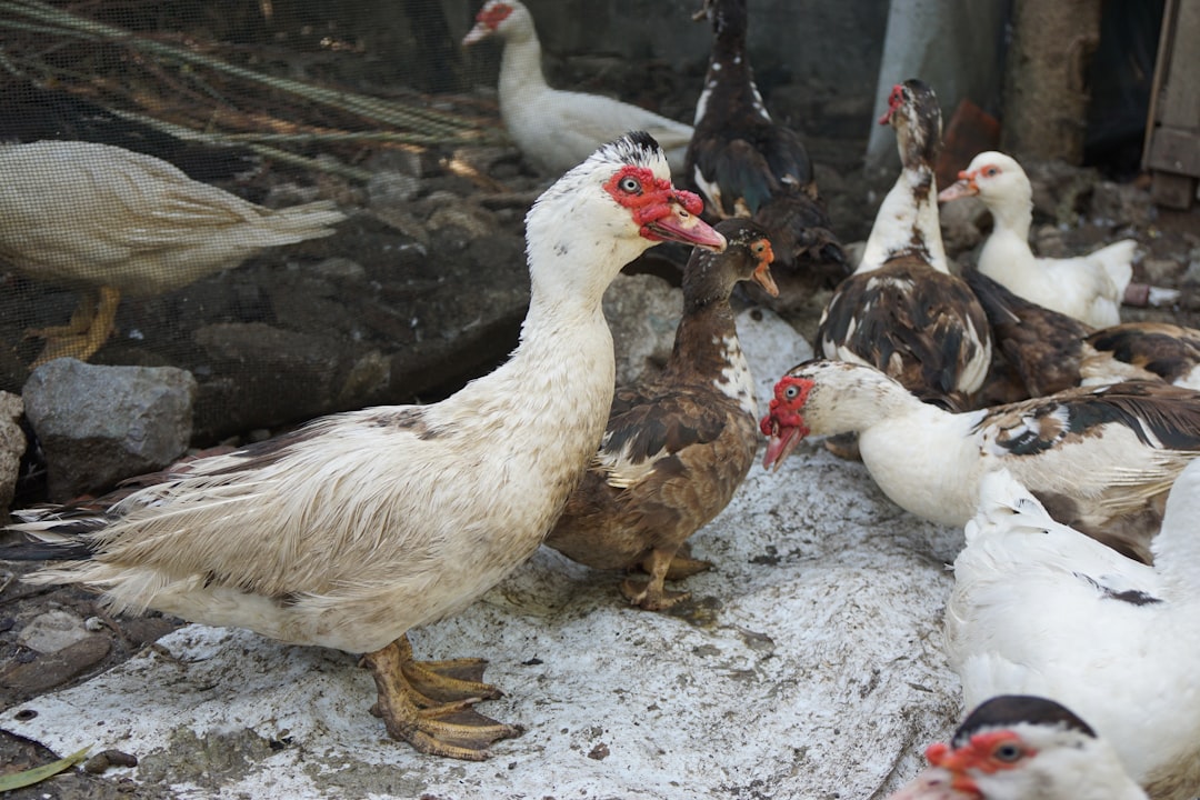 Alimentos prohibidos y tóxicos para tus gallinas: Nuestra lección a golpes de pico