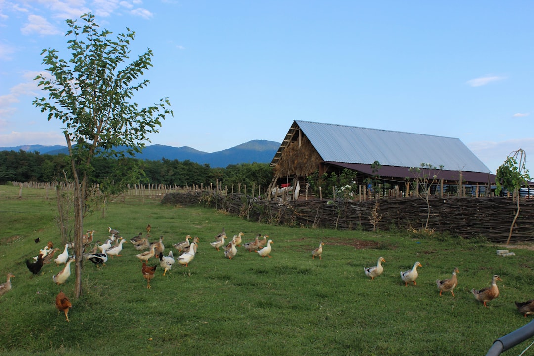 Cómo construimos nuestro gallinero casero barato con palets (¡y los errores que casi nos arruinan todo!)