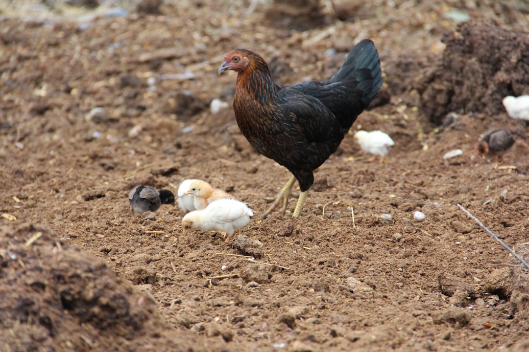Guía básica: Qué comen las gallinas ponedoras para dar buenos huevos
