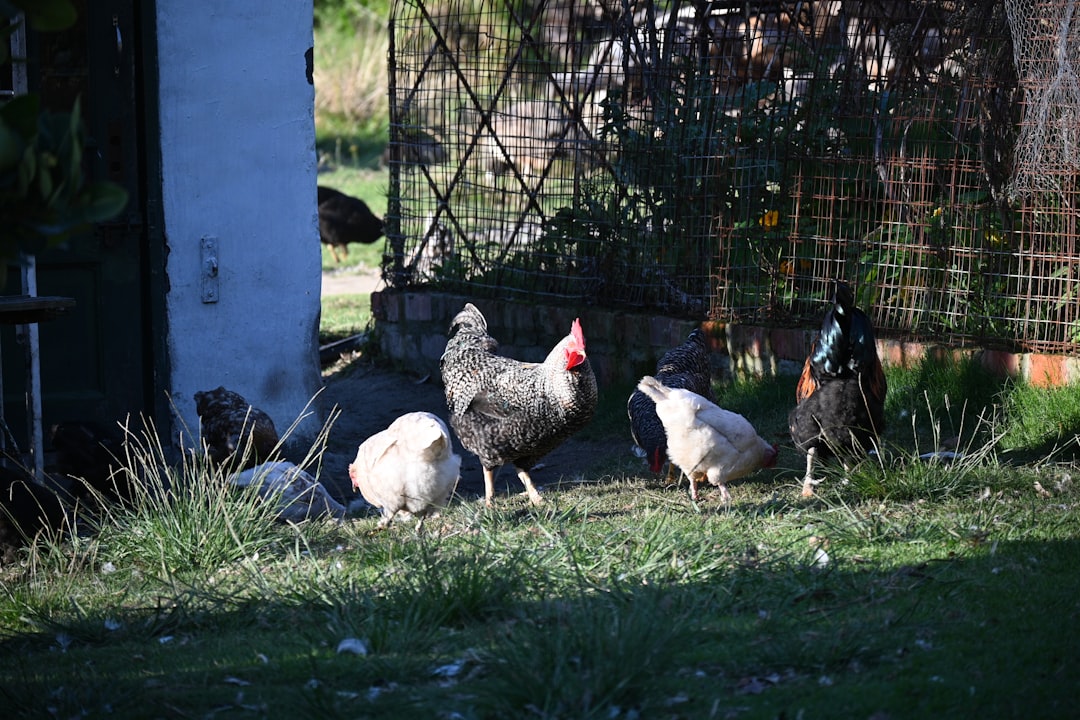Presupuesto real: Cuánto cuesta mantener 3 gallinas al mes