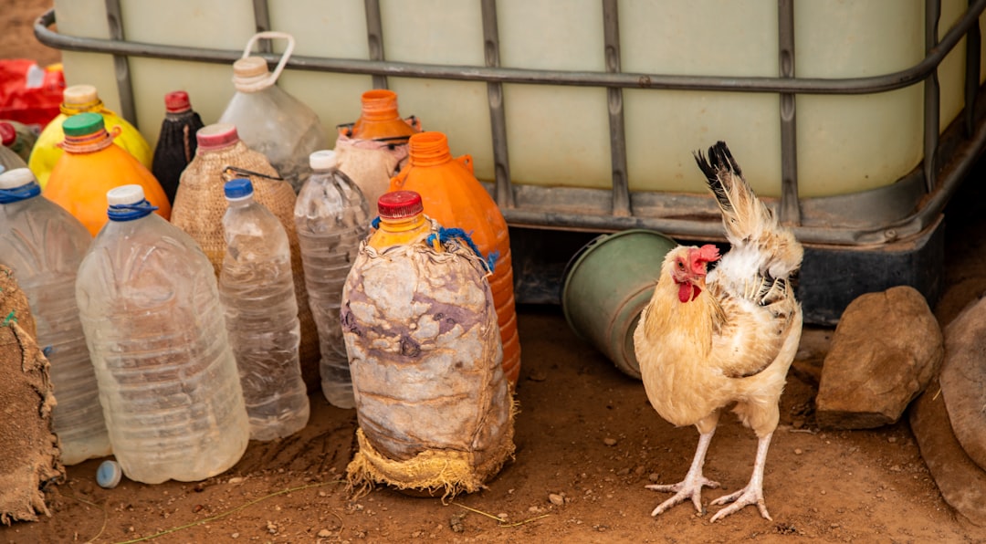 Tipos de bebederos para gallinas: Nuestra odisea por mantener el agua limpia en La Finca