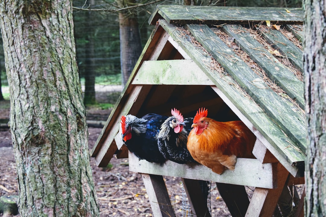 Nidales para gallinas: Medidas ideales y ubicación correcta