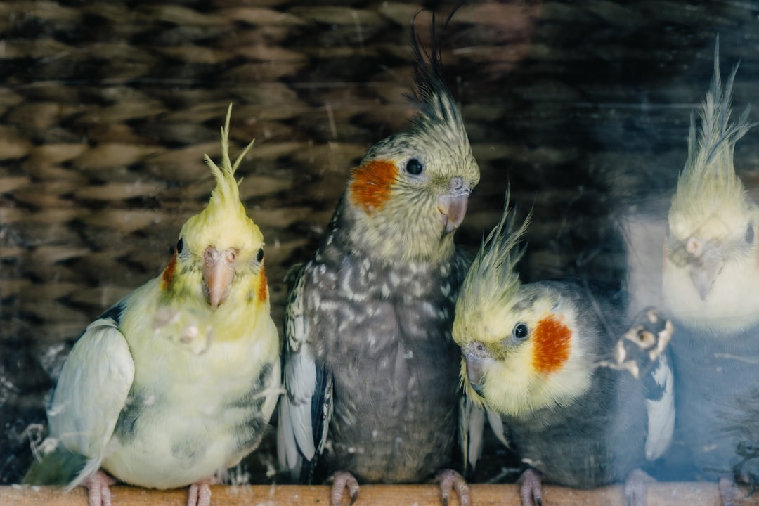 Por qué las gallinas necesitan perchas para dormir: Nuestra historia en La Finca