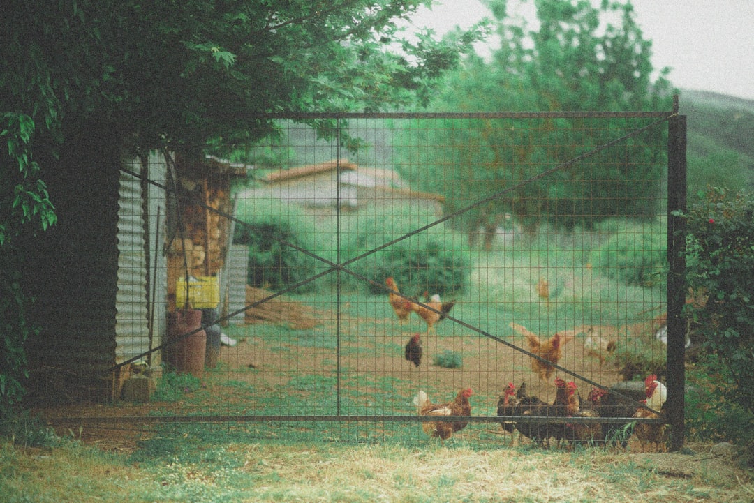 Errores comunes al instalar la malla gallinera (y cómo evitarlos)