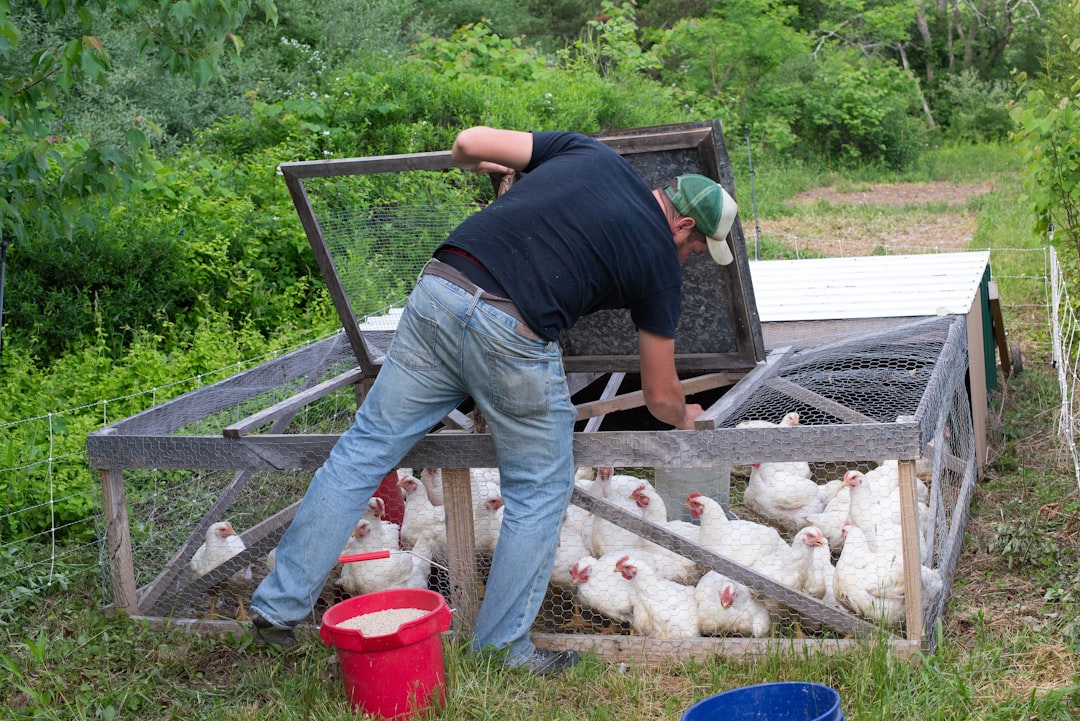 Limpieza del gallinero: Nuestra rutina semanal para gente ocupada como nosotros
