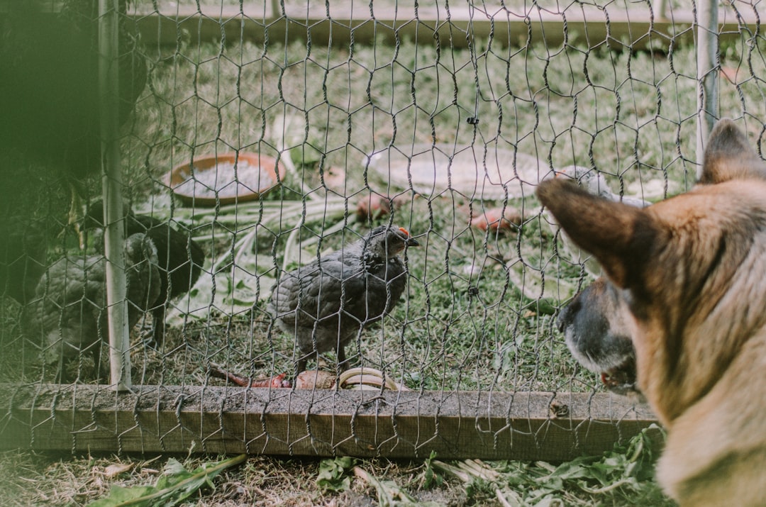 Control de plagas: Cómo evitar ratones y ratas en el gallinero