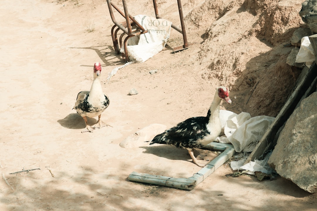 Tierra de diatomeas para gallinas: Usos, dosis y peligros