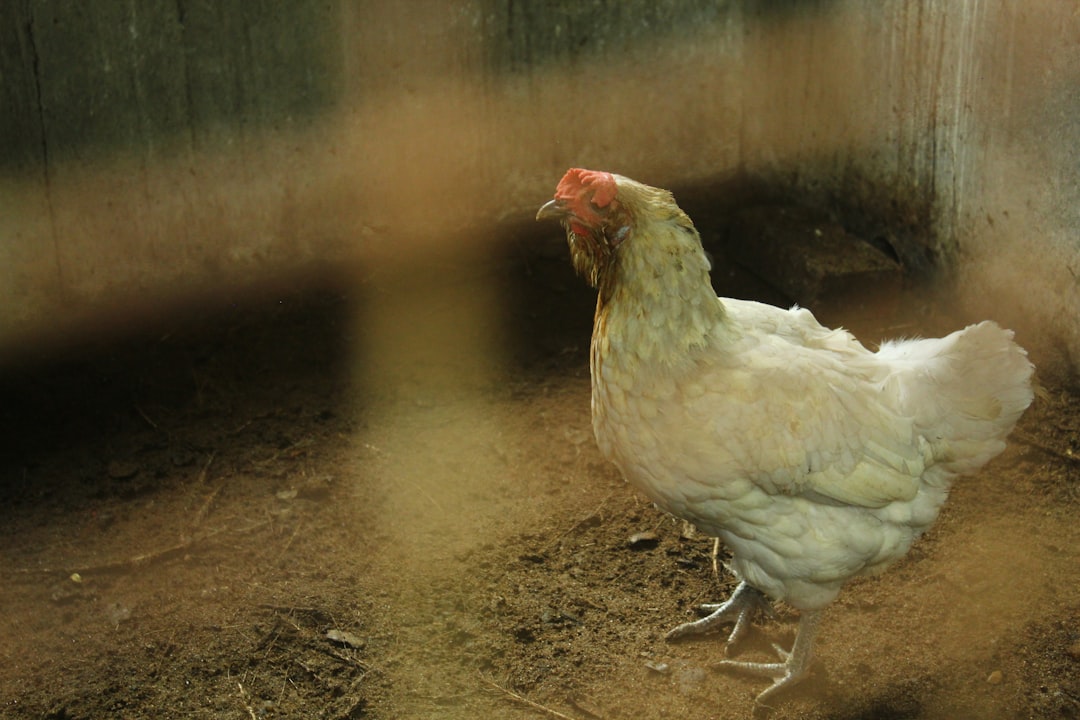 Ácaros rojos y piojos en gallinas: Cómo eliminarlos naturalmente