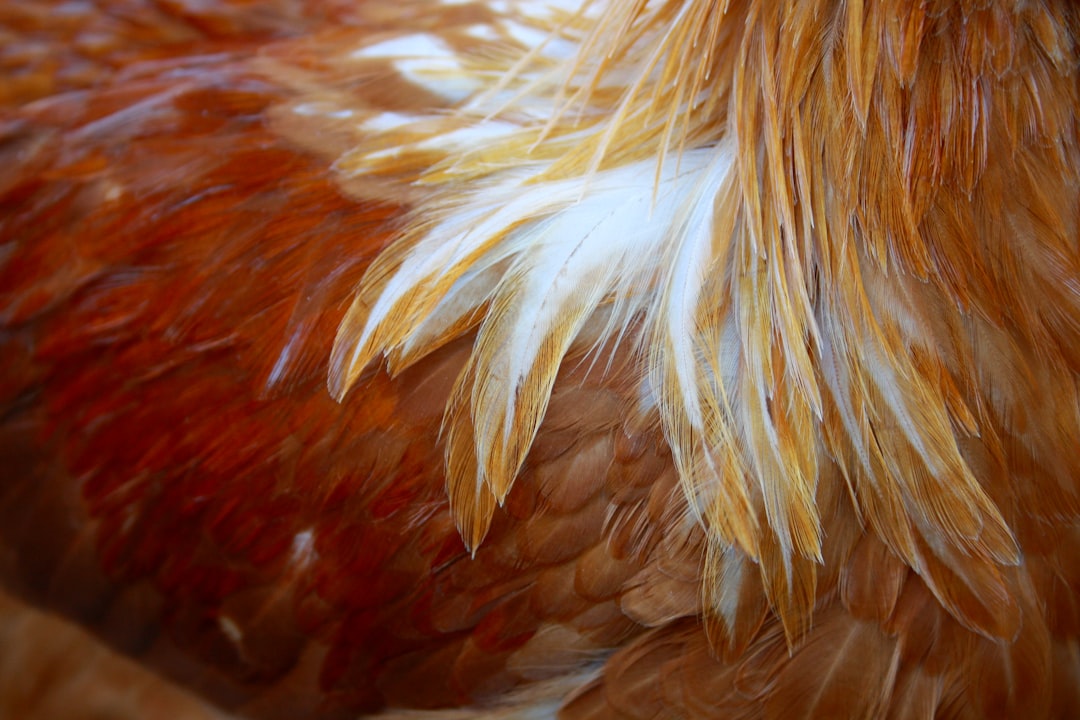 Por qué mi gallina pierde plumas: Muda vs Enfermedad
