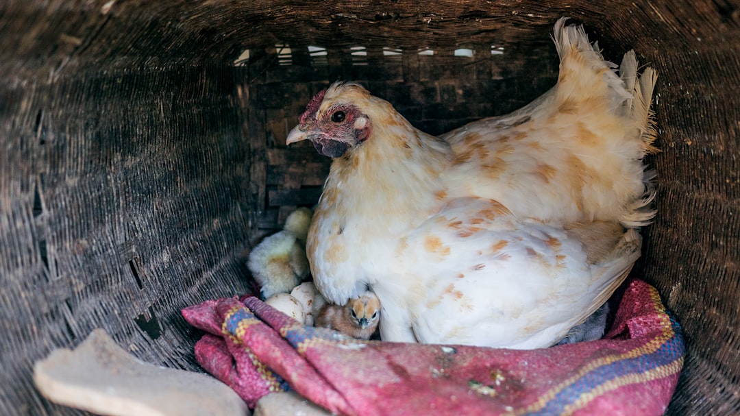 Huevo atascado (Egg Binding): Cómo salvar a tu gallina