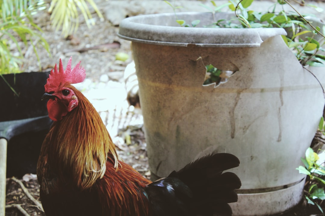 Diarrea en Gallinas: Colores, Significados y Remedios Caseros para Ahorrar Dinero