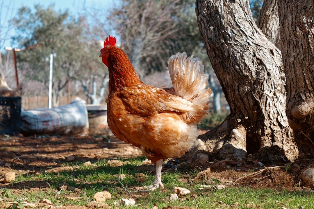 Vinagre de manzana para gallinas: Beneficios reales y dosis