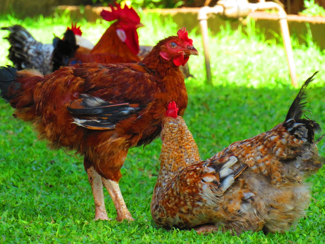 Golpe de calor en gallinas: Síntomas y cómo refrescarlas rápido