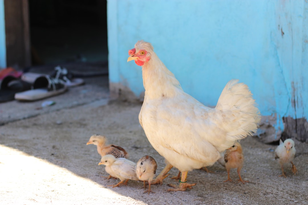 Coccidiosis en pollitos: Prevención y tratamiento urgente