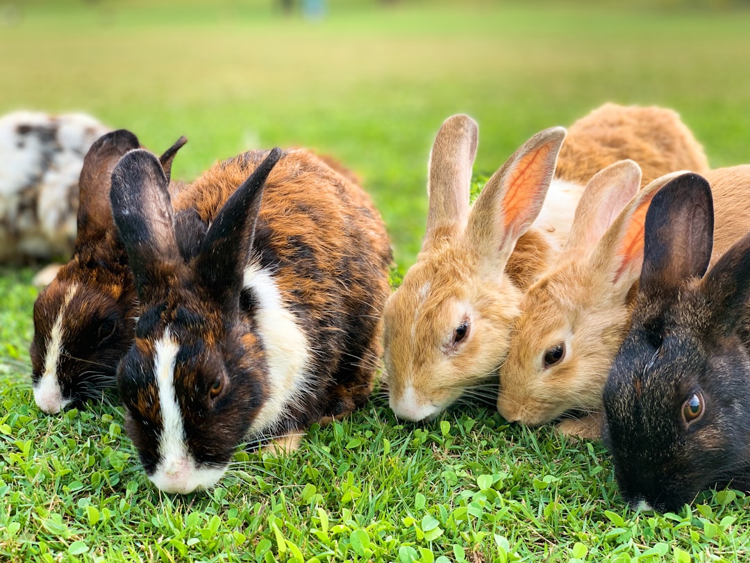 Cuándo Llamar a un Veterinario de Exóticos (¡Y Cuánto Cuesta Evitarlo con DIY!)