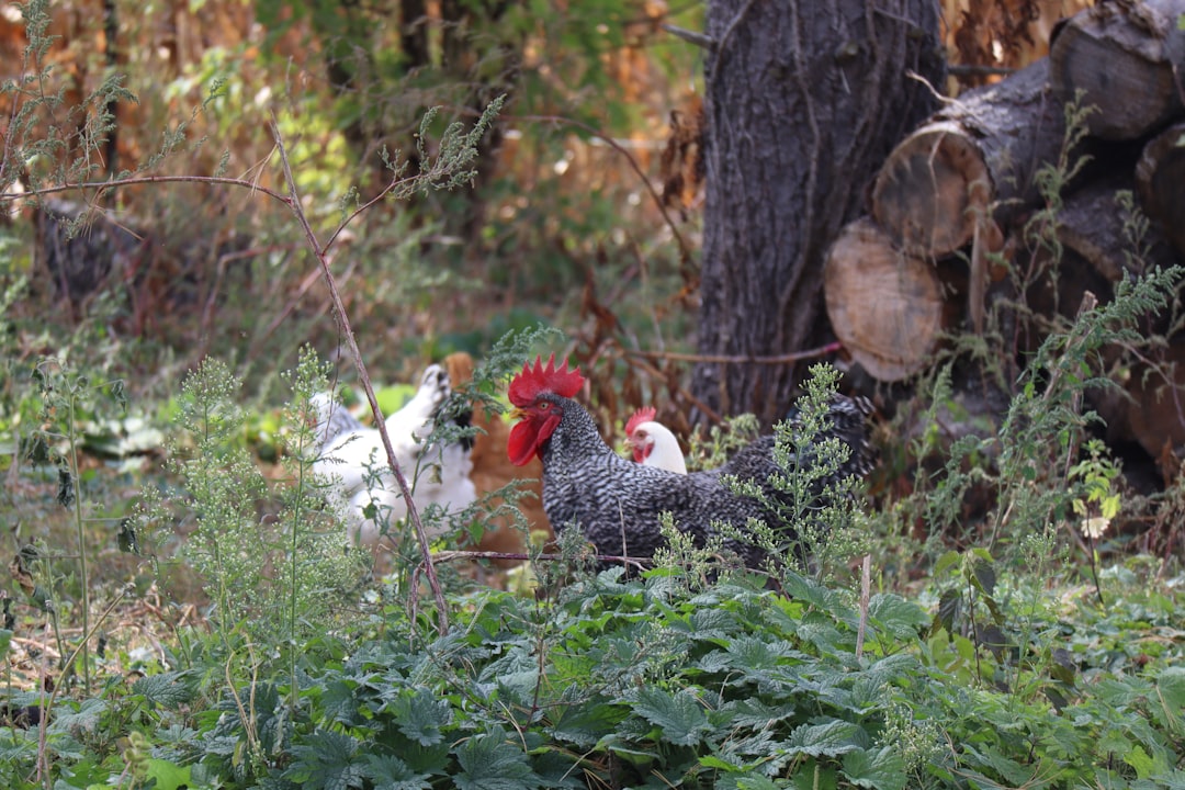 Cultivar un huerto para gallinas: Qué plantar para ahorrar pienso