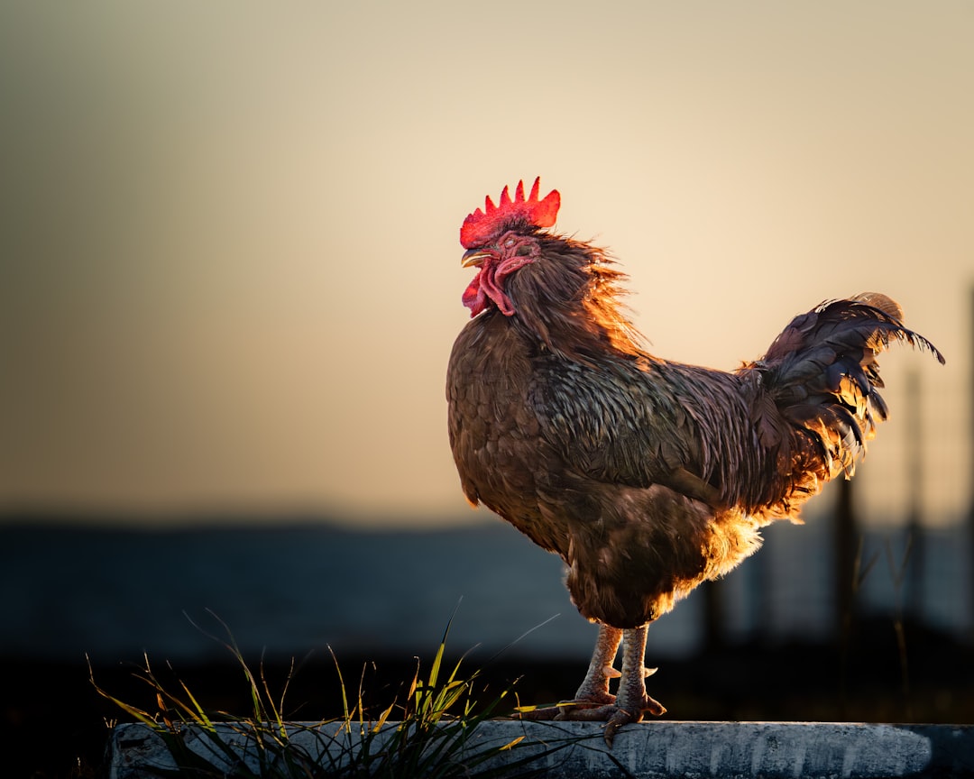 Rutina Diaria: Cuánto Tiempo Realmente Nos Lleva Cuidar a Nuestras Gallinas