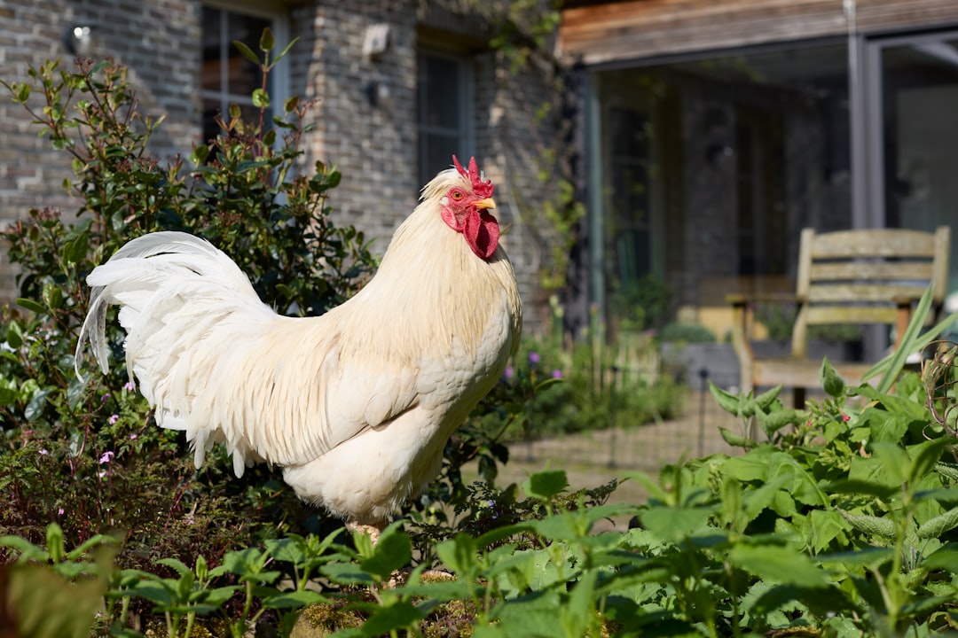 Hierbas Medicinales para el Gallinero: Orégano, Tomillo y Menta ¡Ahorra Cientos de Euros!