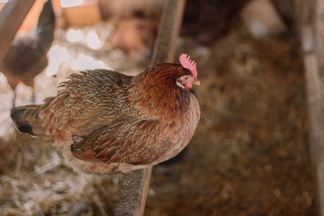 Gallinas en Libertad vs Encierro: Nuestra Odisea con la Dieta y el Sabor de los Huevos