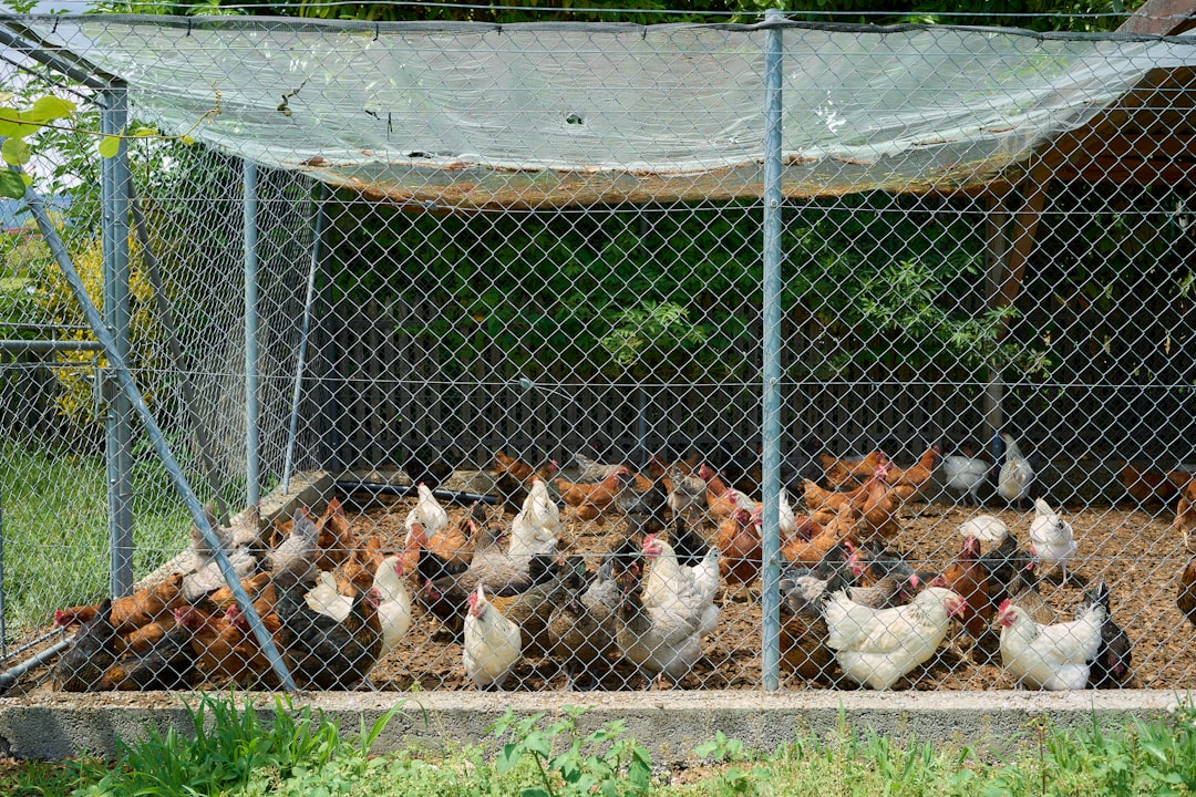 Cómo proteger a tus gallinas de depredadores: Nuestra batalla con zorros y perros en La Finca