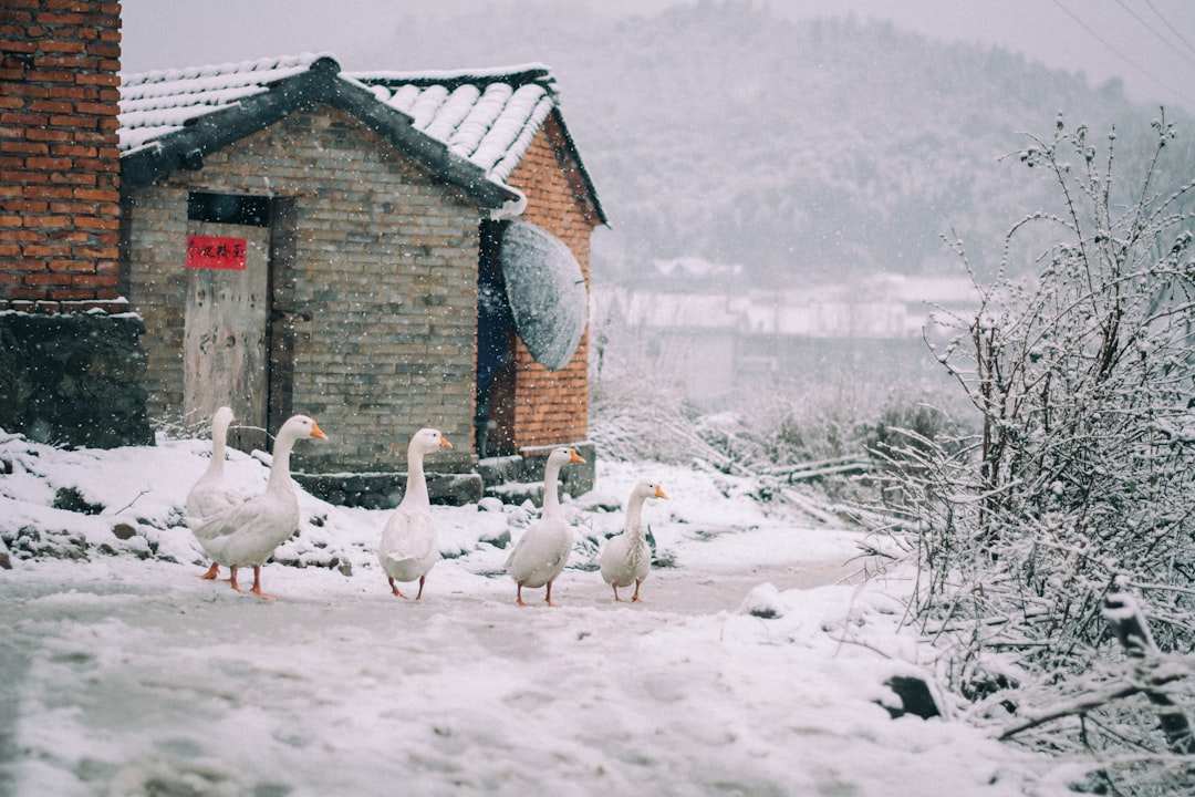 Gallinas en invierno: Cómo mantenerlas calientes sin electricidad