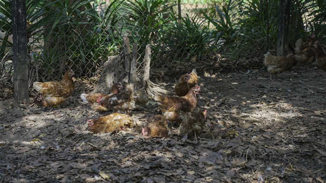 Por qué mis gallinas han dejado de poner huevos: Causas comunes