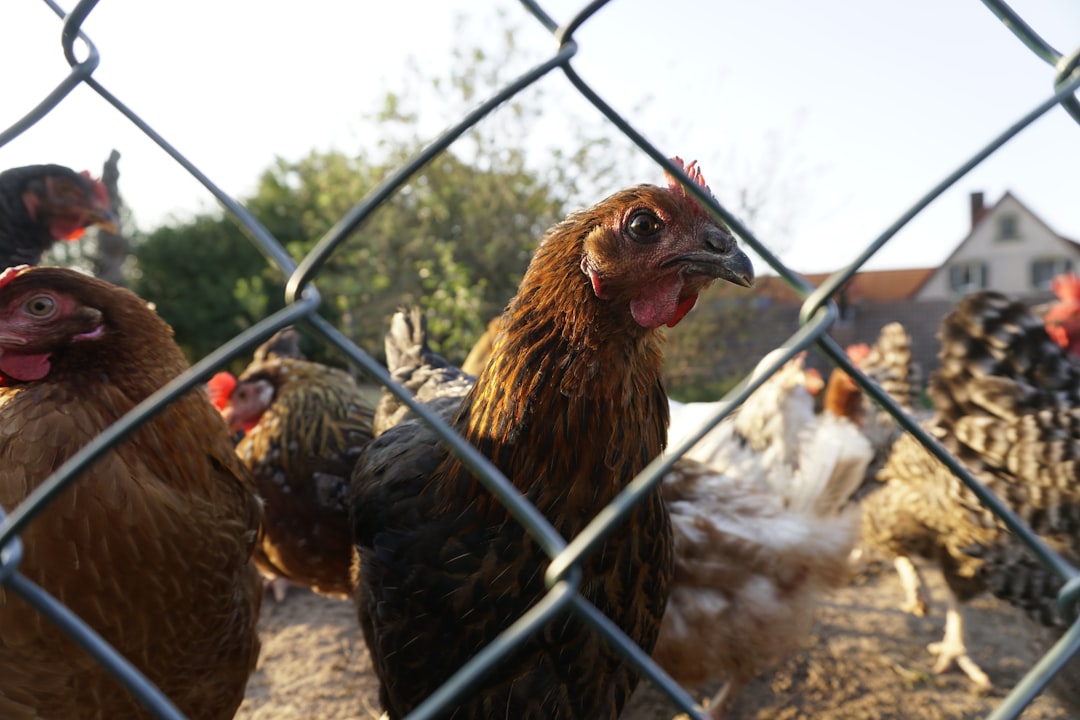 Cómo saber si una gallina está enferma: Síntomas clave