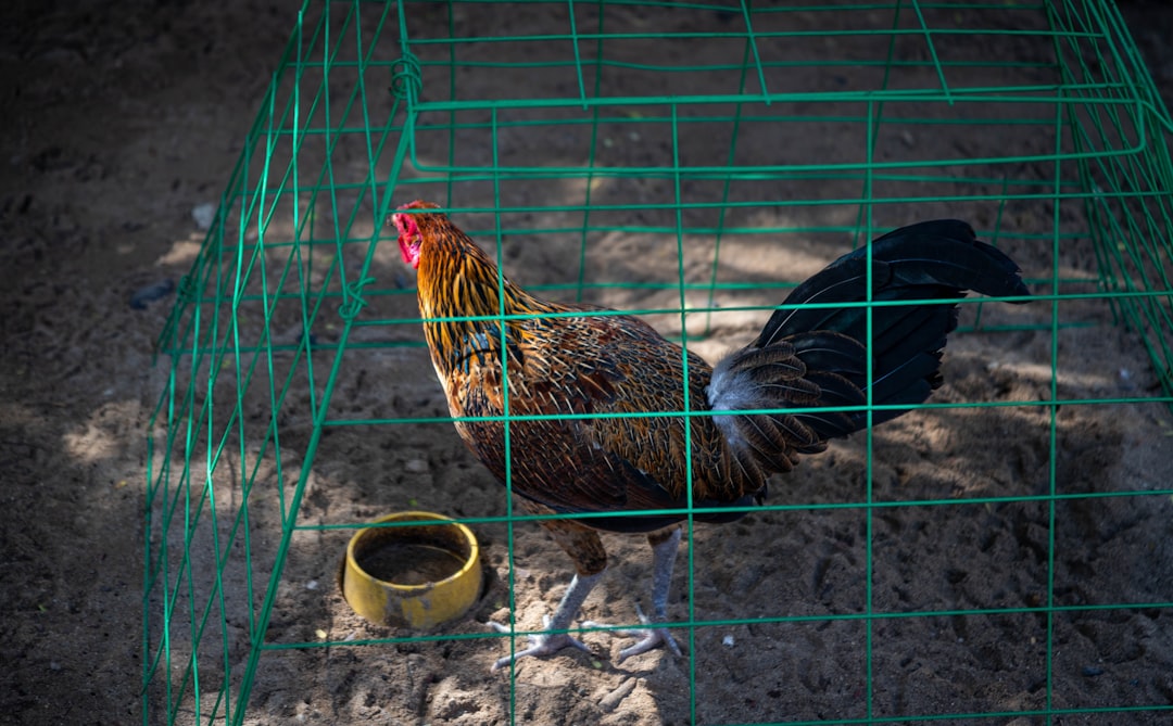 Gallina Clueca: Cómo Romper la Cluequera Eficientemente y Recuperar la Producción de Huevos