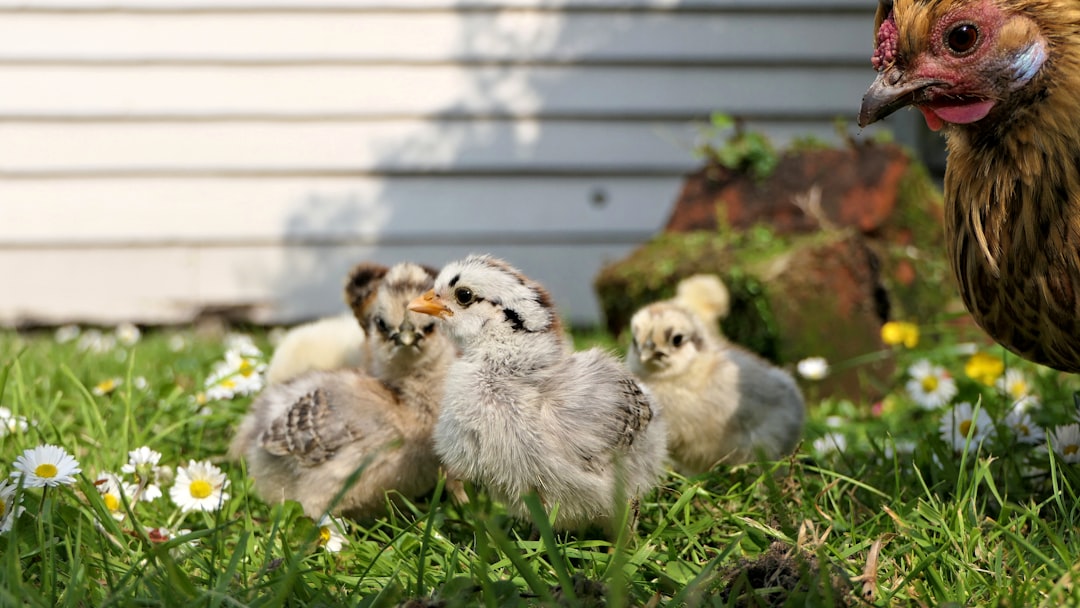 Integrar gallinas nuevas: Cómo evitar peleas y bullying en La Finca