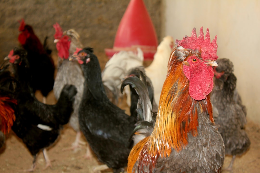 Muda de plumas (Molting): Por qué mis gallinas están feas y no ponen