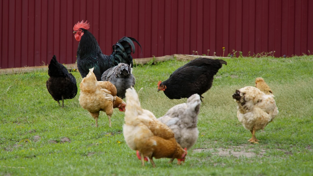 Snacks altos en proteína para ayudar en la muda de nuestras gallinas