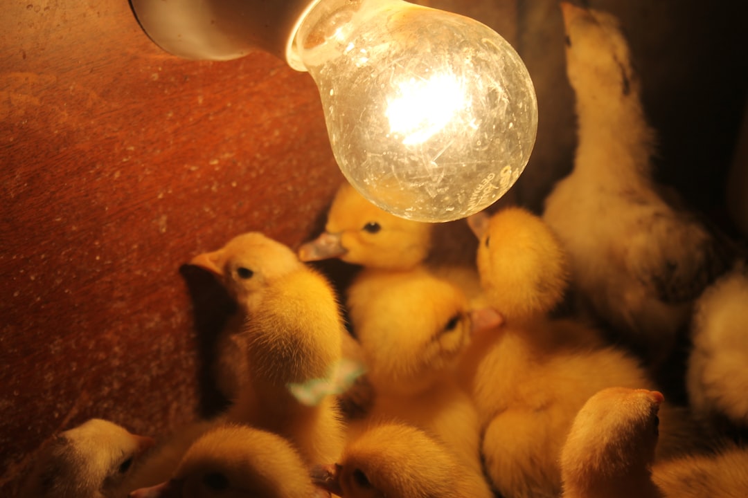 Luz artificial en invierno: ¿Debo poner bombillas para tener más huevos?