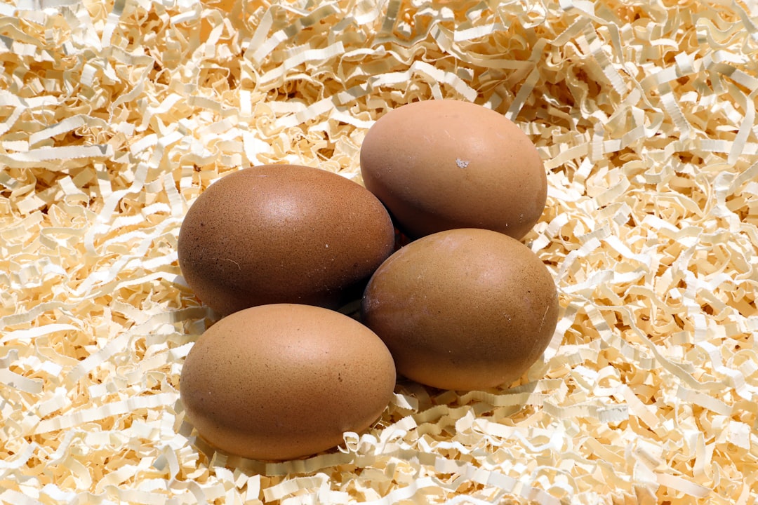 ¿Por qué mis gallinas ponen huevos con cáscara blanda o deformes? ¡Nuestra solución DIY que ahorra €200 al año!