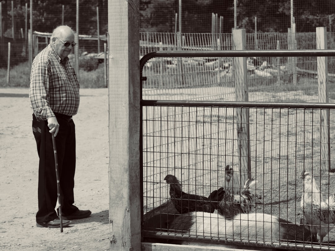 Gallinas viejas: ¿Qué hacer cuando dejan de poner huevos?