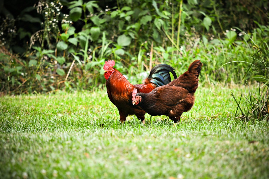 Cómo atrapar una gallina sin estresarla (Técnicas ninja)