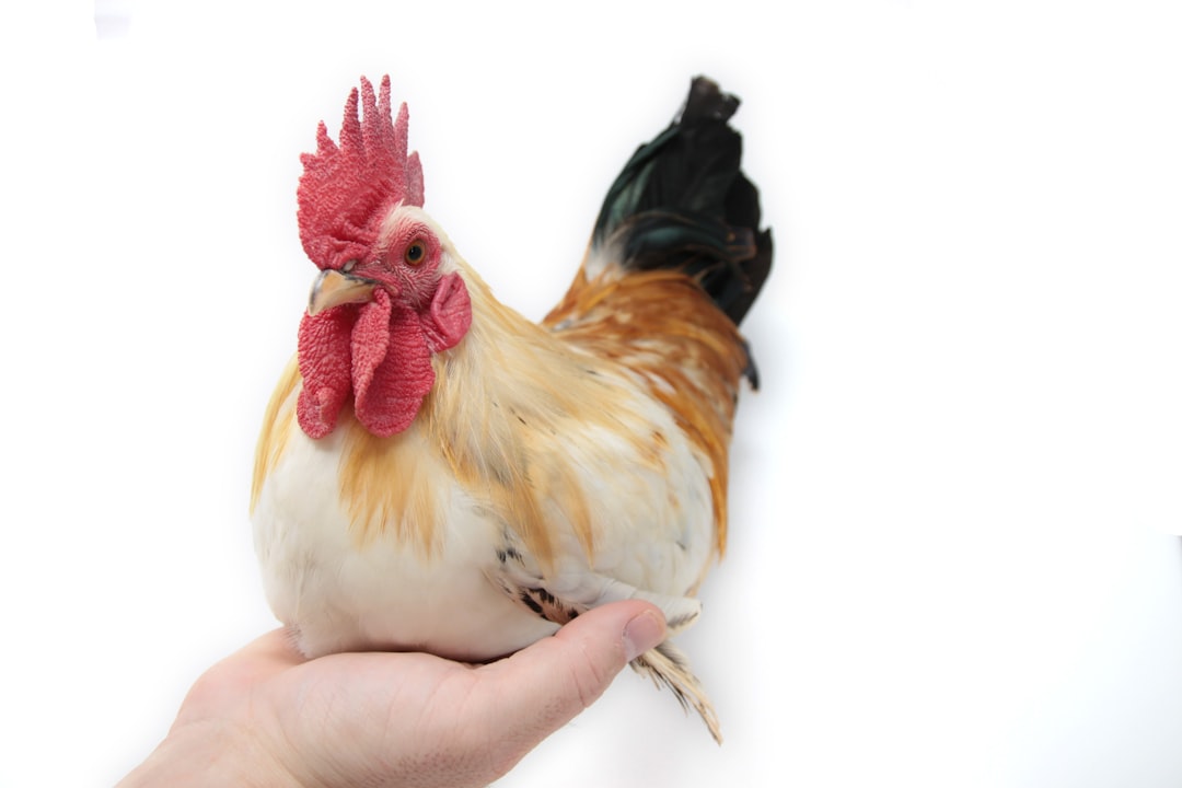 Snacks Saludables vs Chucherías Peligrosas para Aves: ¡Ahorra Dinero con DIY!