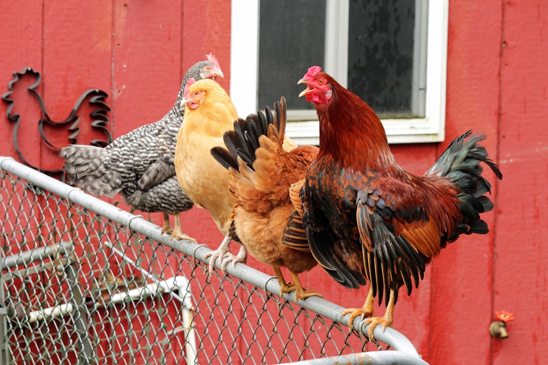 ¿Necesito un gallo en mi gallinero? Pros y contras para ahorrar dinero