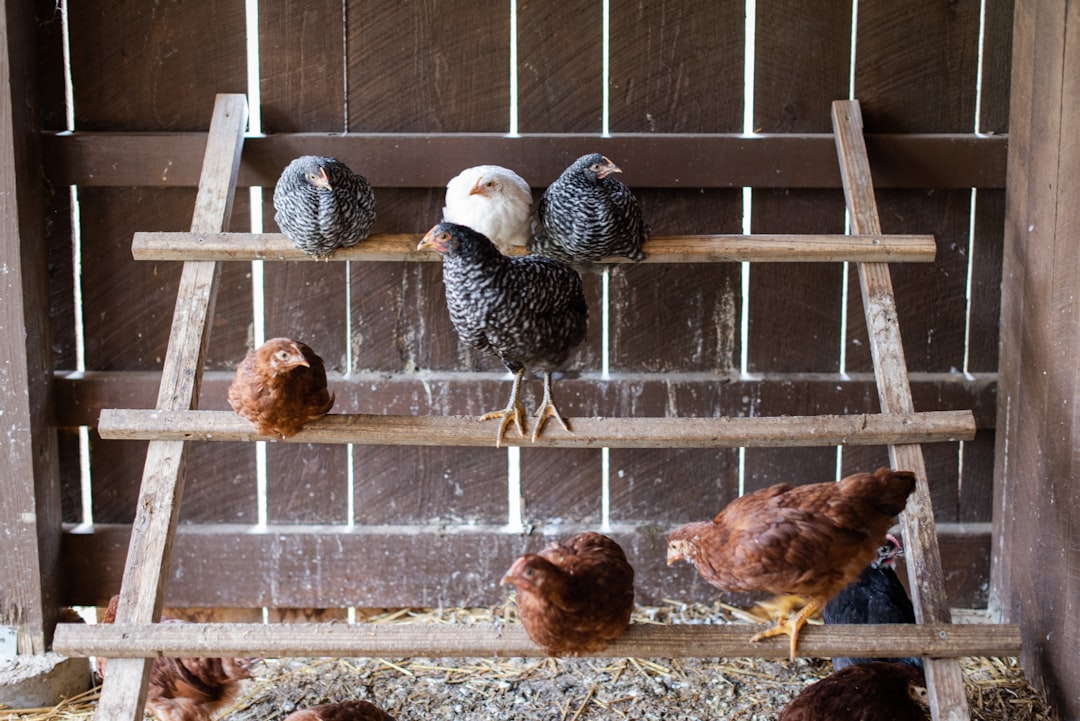 Huevos fértiles vs Huevos para comer: Diferencias clave para ahorrar dinero en tu homestead