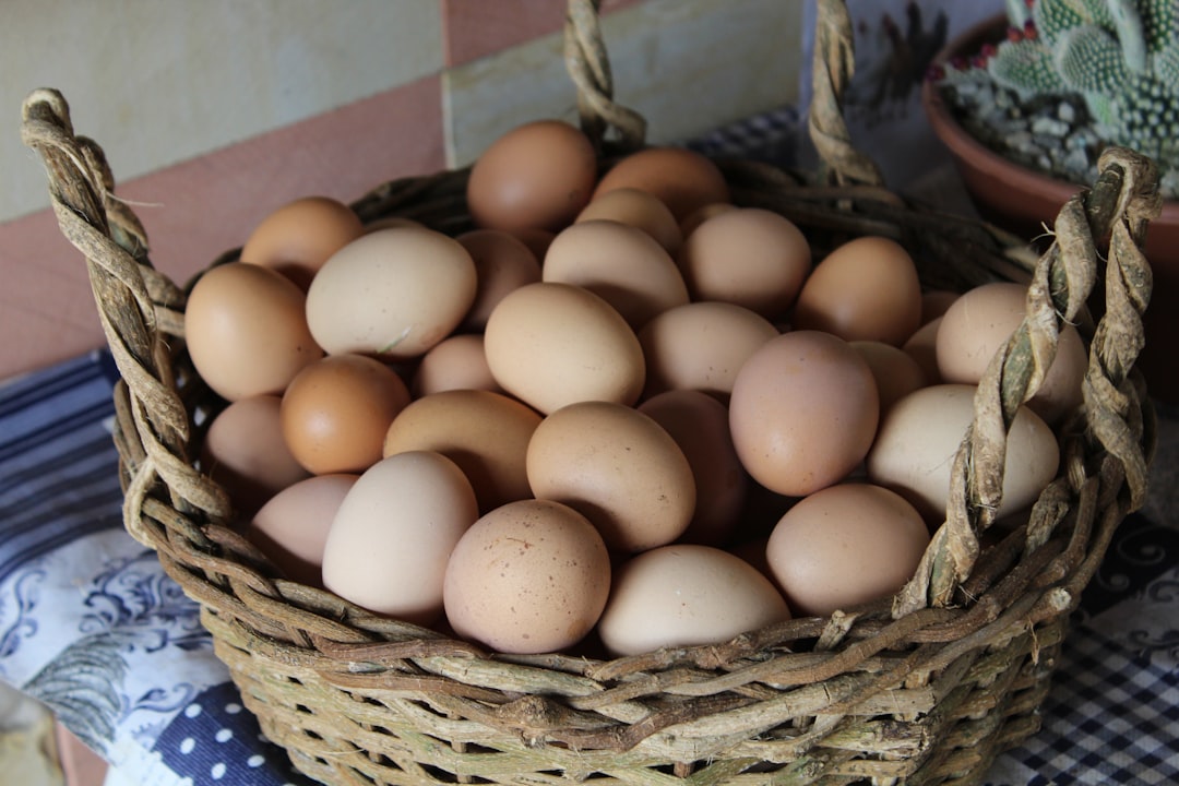 Cómo incubar huevos en casa: Guía para principiantes