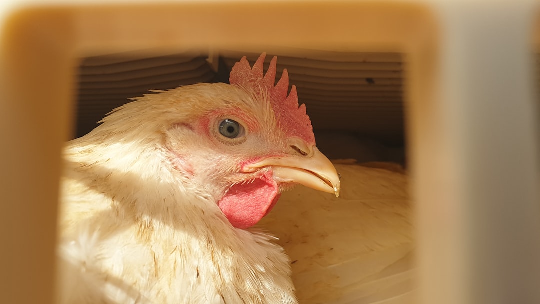 Criadoras de Pollitos Caseras: Caja de Plástico vs Cartón ¡Ahorra Dinero YA!