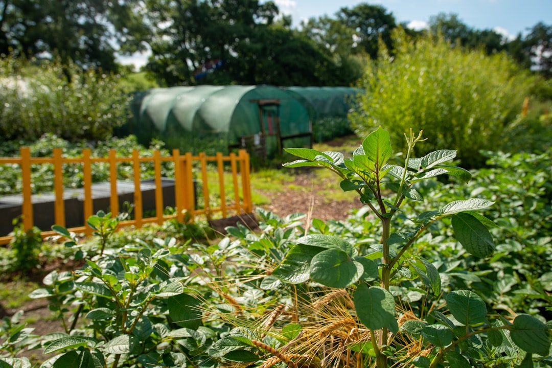 Té de Compost de Gallinaza: Fertilizante Líquido Potente