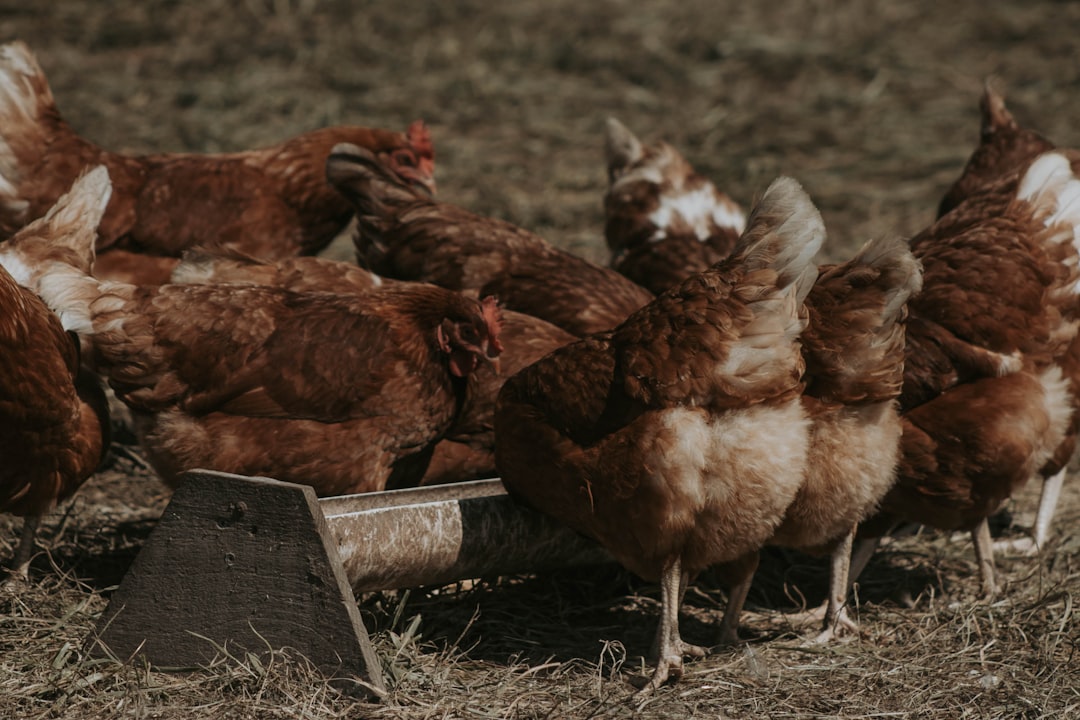 Vender huevos de tus gallinas: ¿Es legal vender a vecinos? Nuestra odisea en La Finca